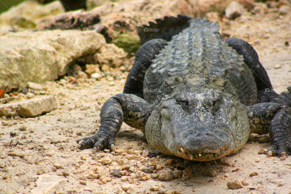 Florida Gator