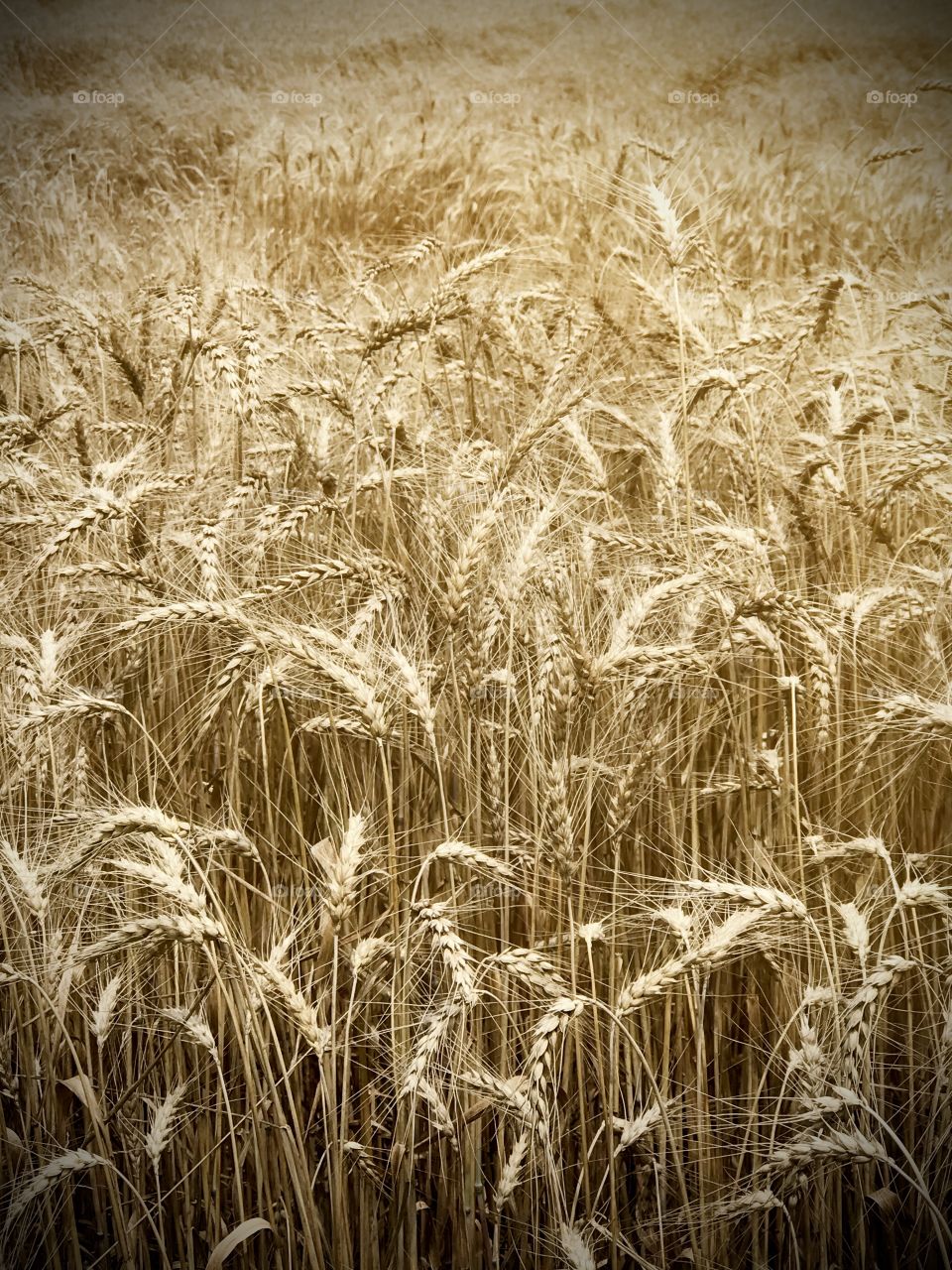 Sun kiss wheat fields 