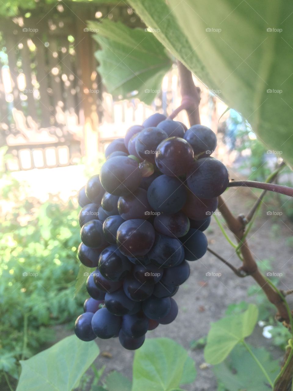 grapes