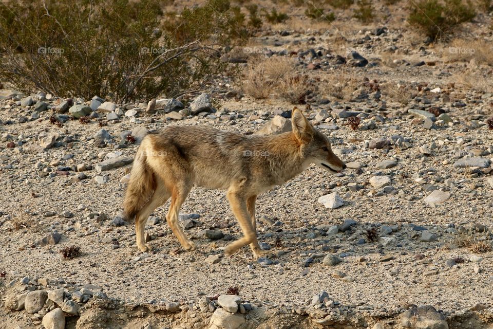 Coyote in the desert 
