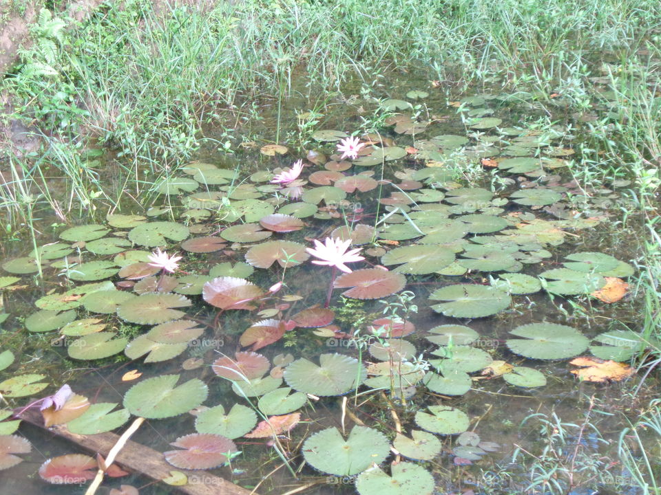 What a beautiful lotus flower