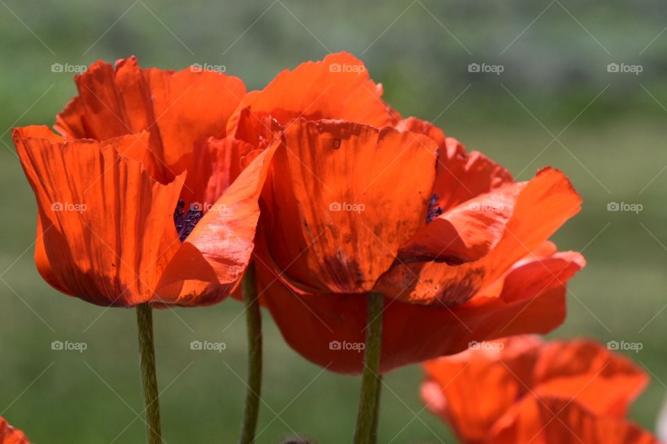 Orange/ red poppy flowers