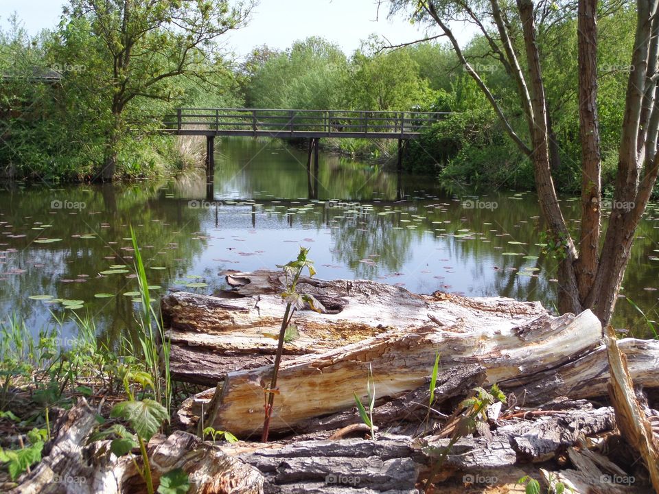 landscape. a bridge and a dead tree trunk in front