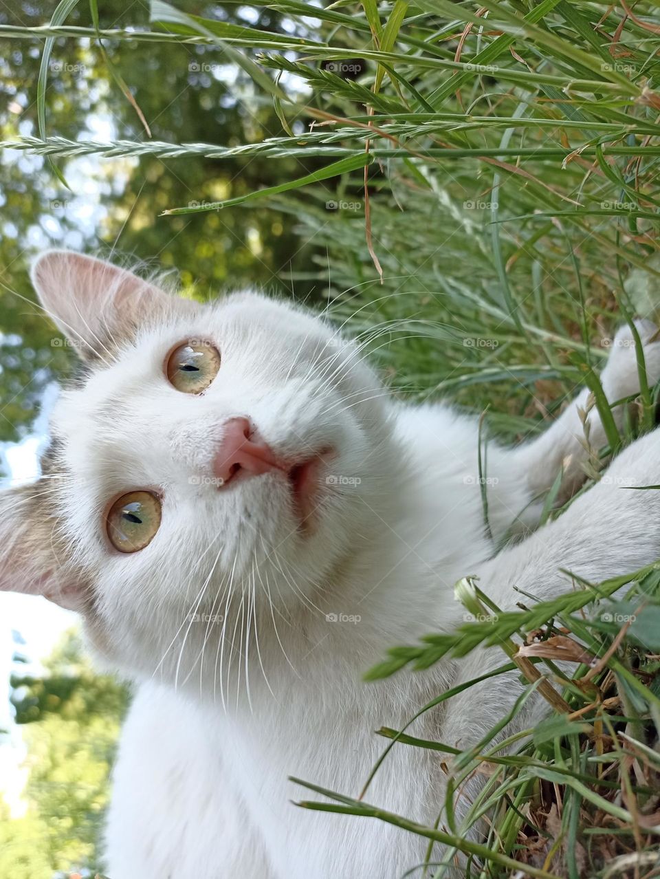 White fluffy male cat close-up. Animal photography