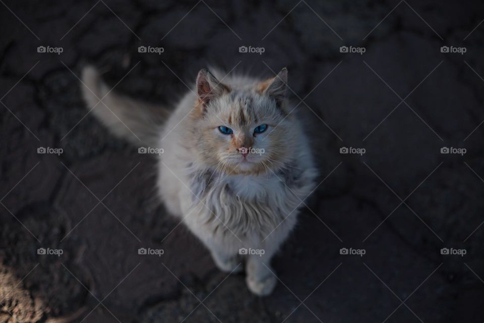 beautiful cat with blue eyes