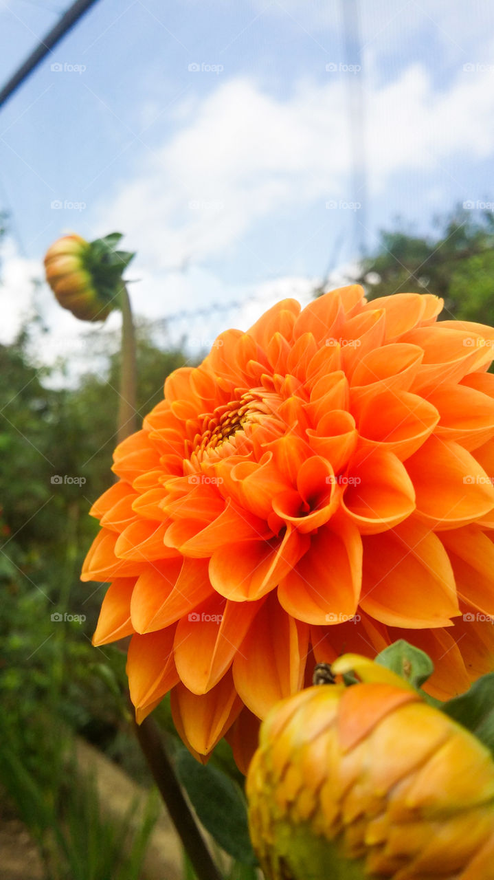 flower. orange flower