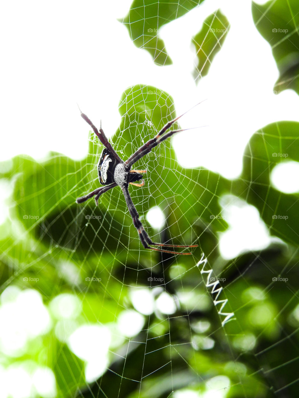 spider in the garden