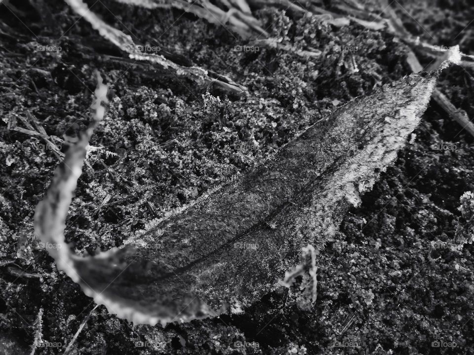 Dry frozen eucalyptus leaf in black and white