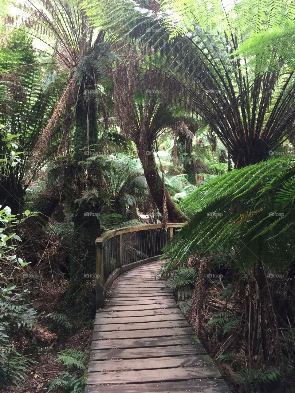 The path through the tropical forest 