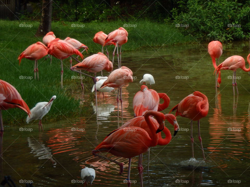 Flamingo Flock