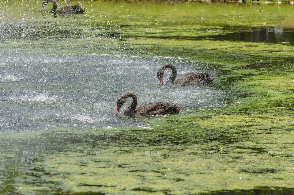 Black Swans near a fountain
