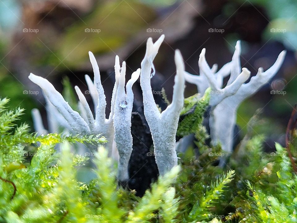 As if hands up from the ground in halloween time.The beautiful candlestuff fungus .