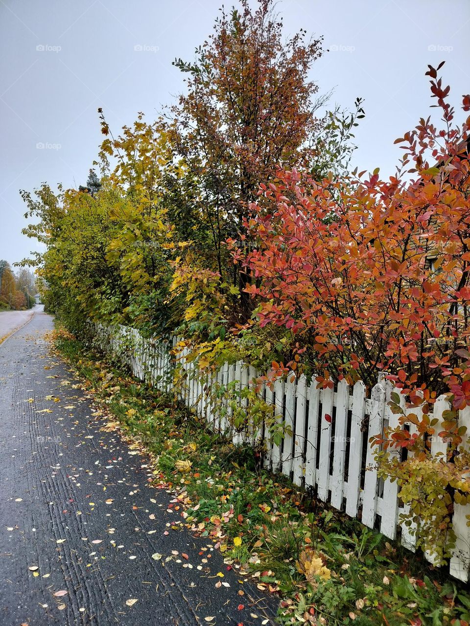 colorful fall