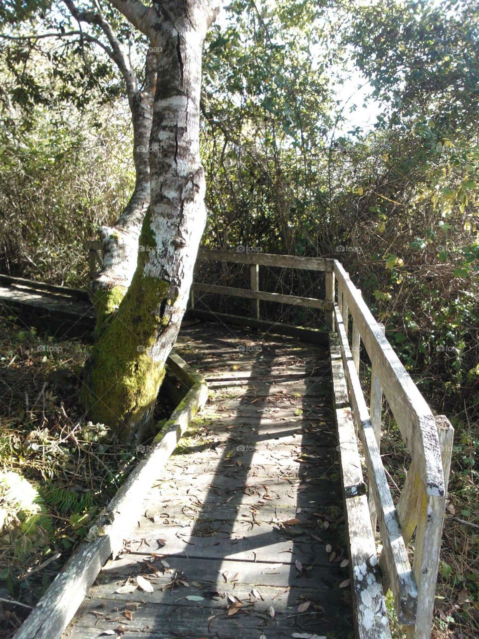 Do you think the fence holds back the flora, or just shows a turn in the path? (Fort Bragg, CA)