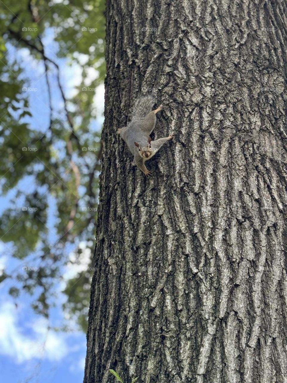 Squirrel 