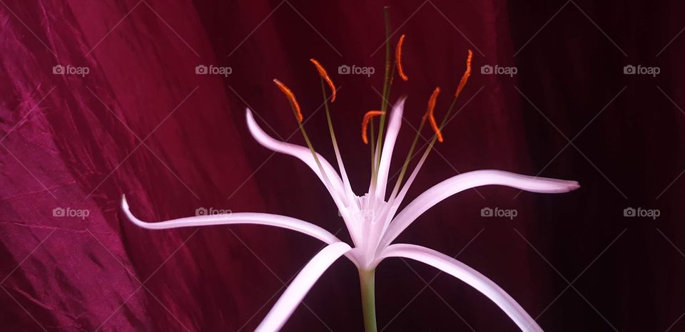 beautiful white natural lily with pink, red, magenta color