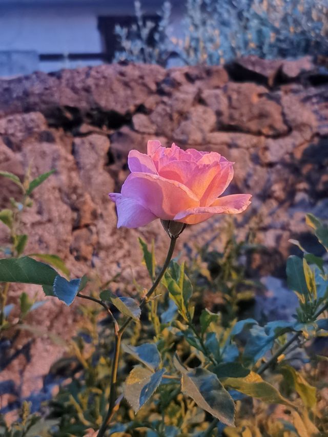 Rose 🌹
