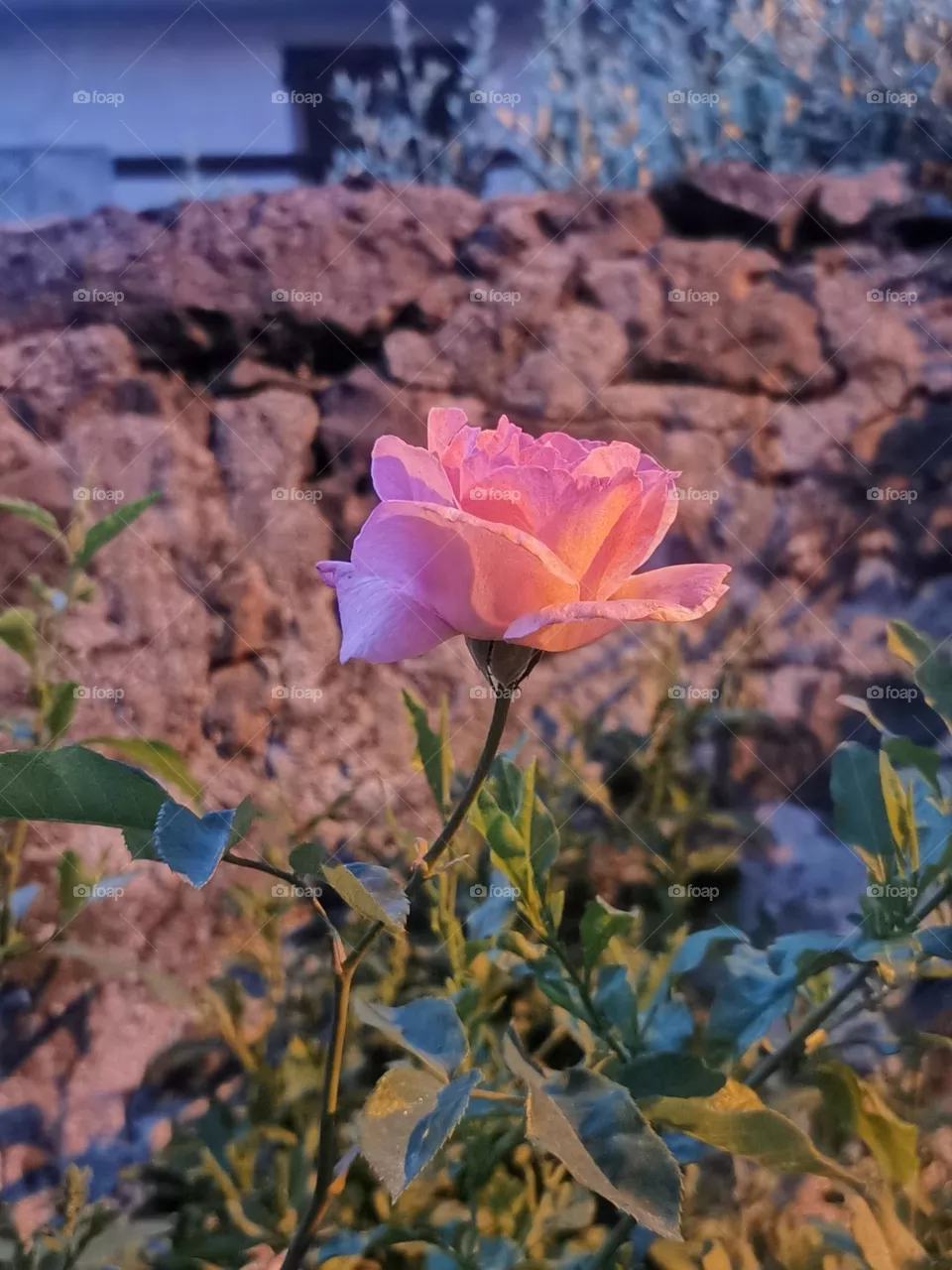 Rose 🌹