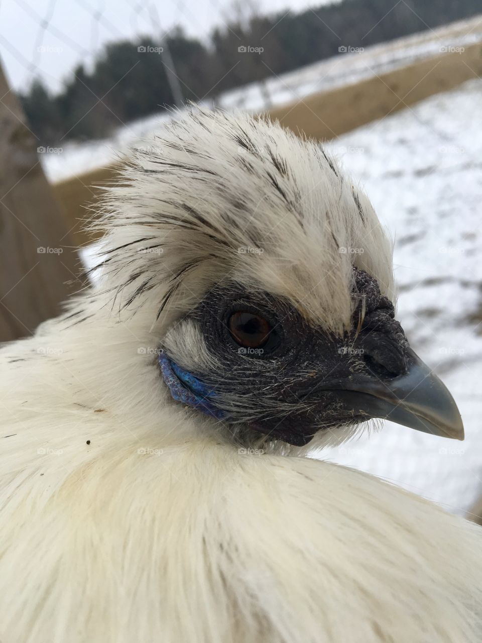 A beautiful silkie hen. Mostly white with some grey. Brown/hazel eyes. Blue under her ears.
