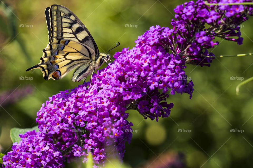 A sideways portrait of a queens page butterfly sitting on a branch of a butterfly bush. the branch is covered in tiny purple flowers.