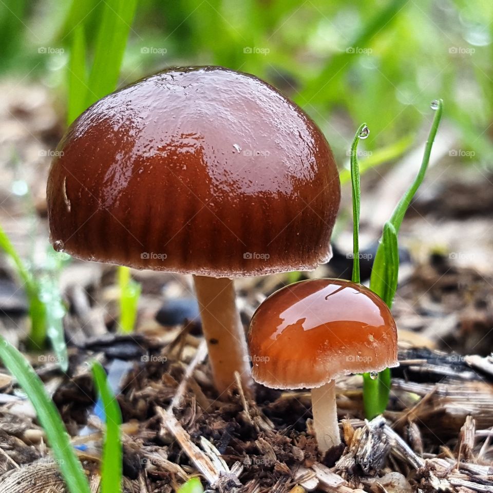 Wet Mushrooms