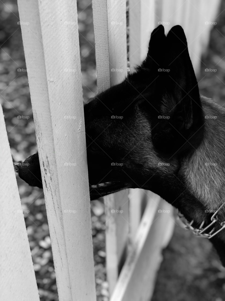 Curious Belgian Malinois puppy at the playground 