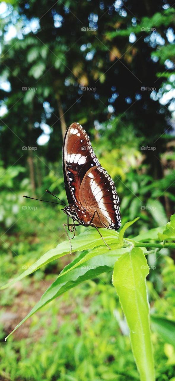 Beautiful butterfly perched on the tip of the leaf