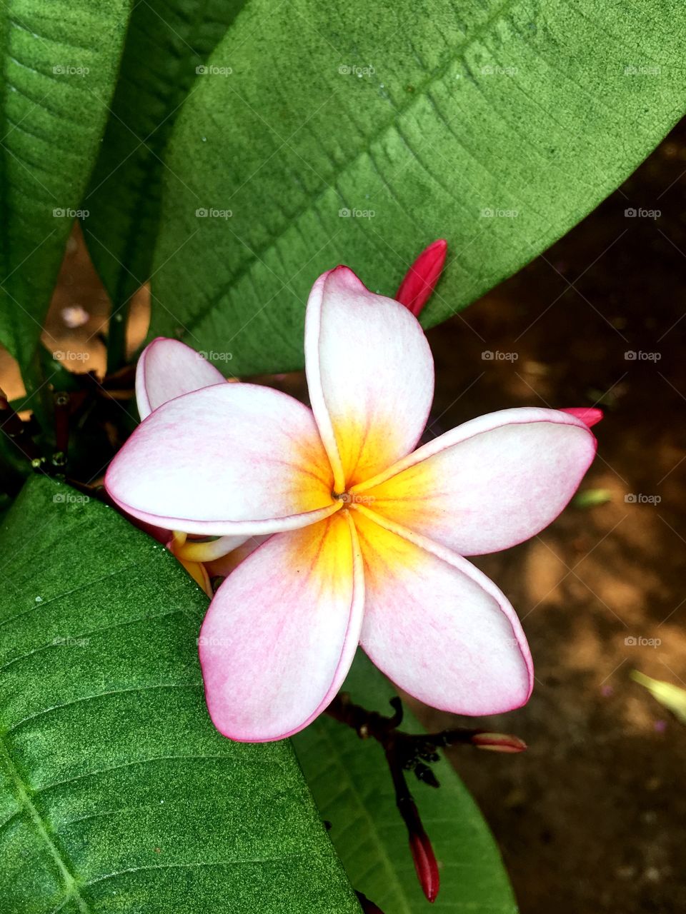 Pink Frangipani