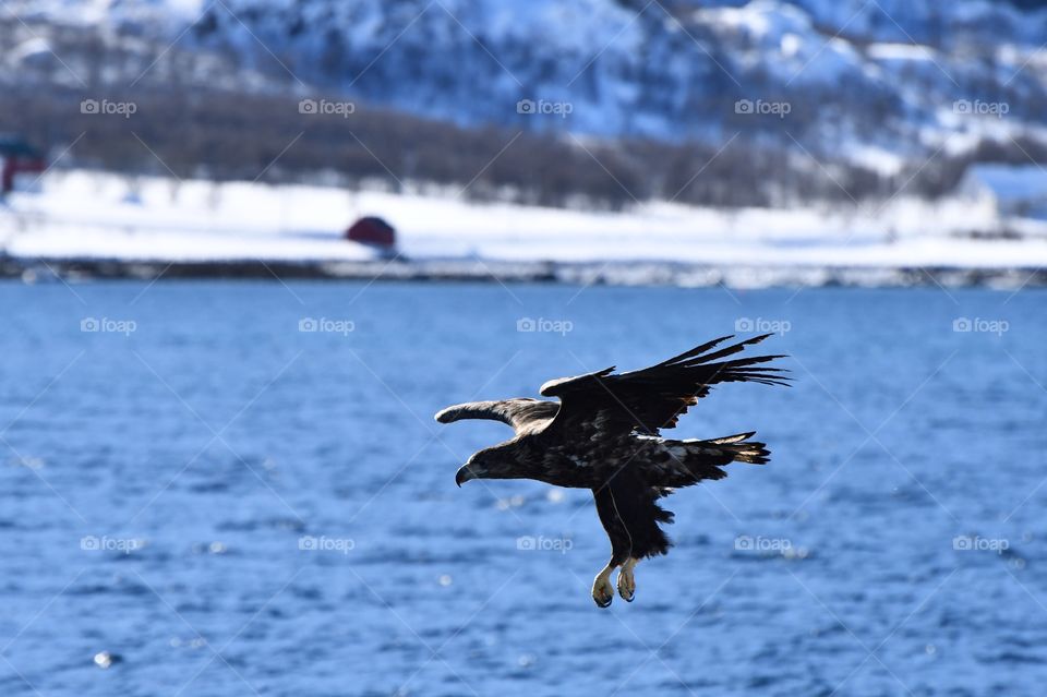 Fishing sea eagle