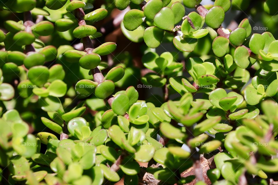 Closeup Crassula Ovata (Latin) otherwise known as money, jade, or lucky tree, bush or plant, a succulent evergreen 