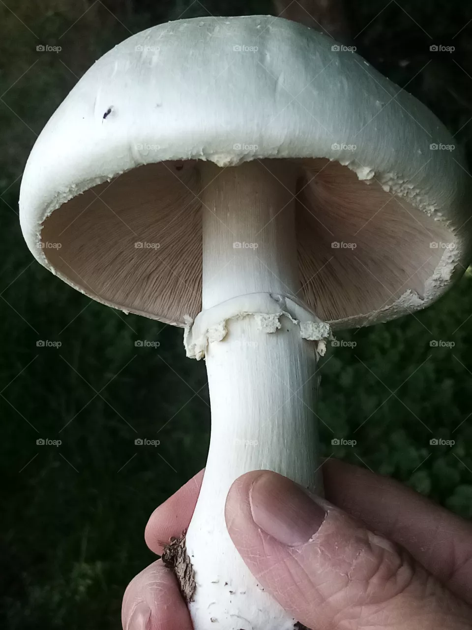 Pilze