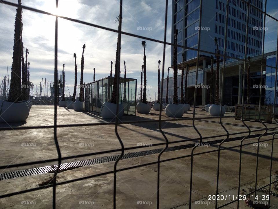 cerca protegiendo arboles de palmeras en envases cilindricos