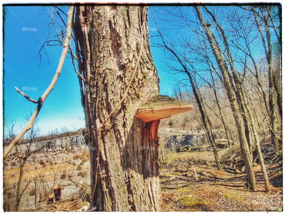 fungus growth on tree