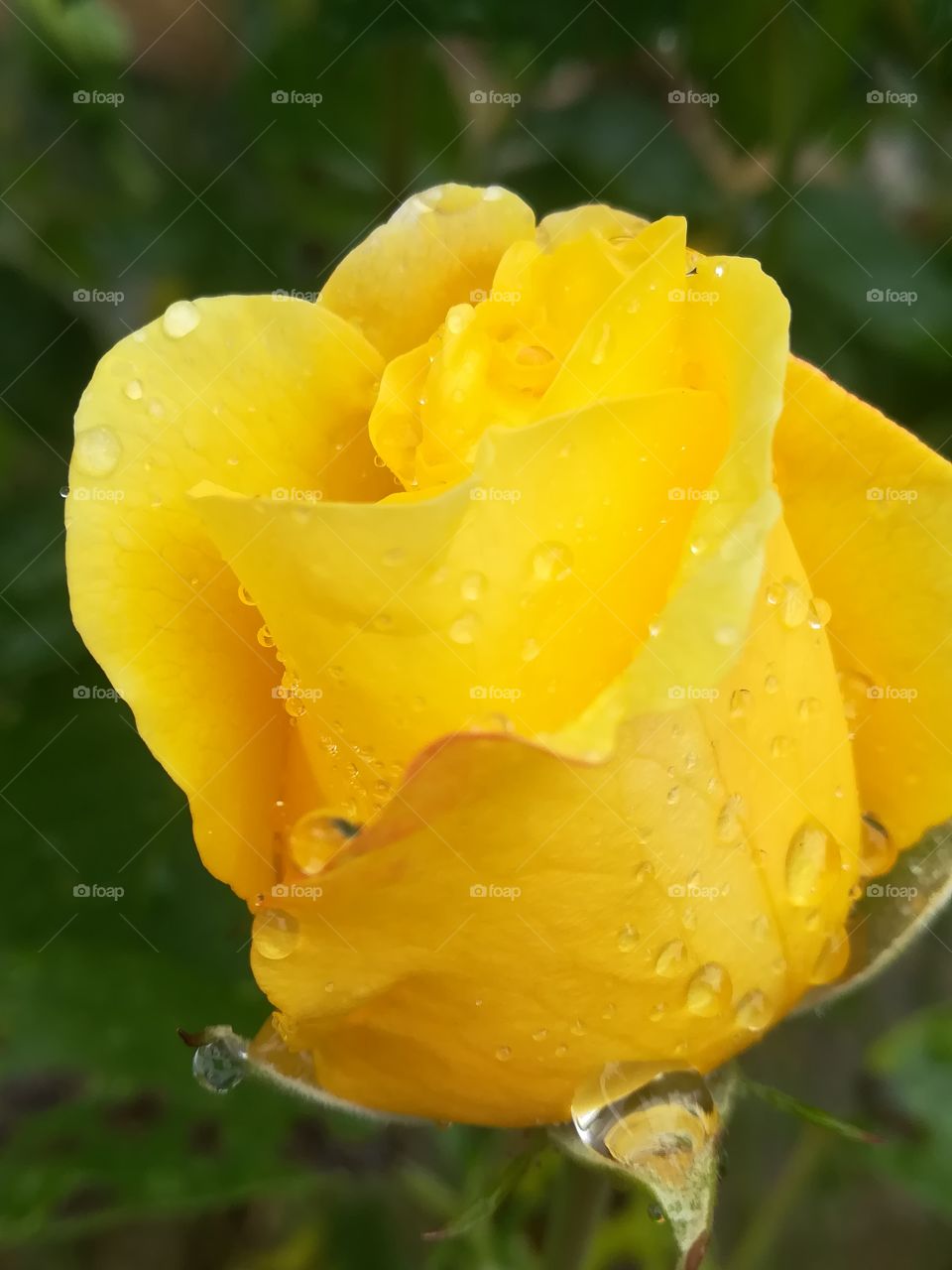 Rose im Regen gelb Herbst