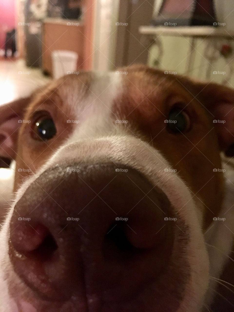 Close up of a handsome rescue pitbull 