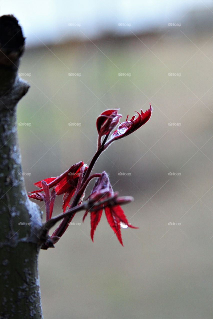 red maple leaf cradling a water drop.