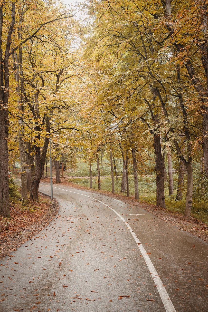 beautiful magical forest