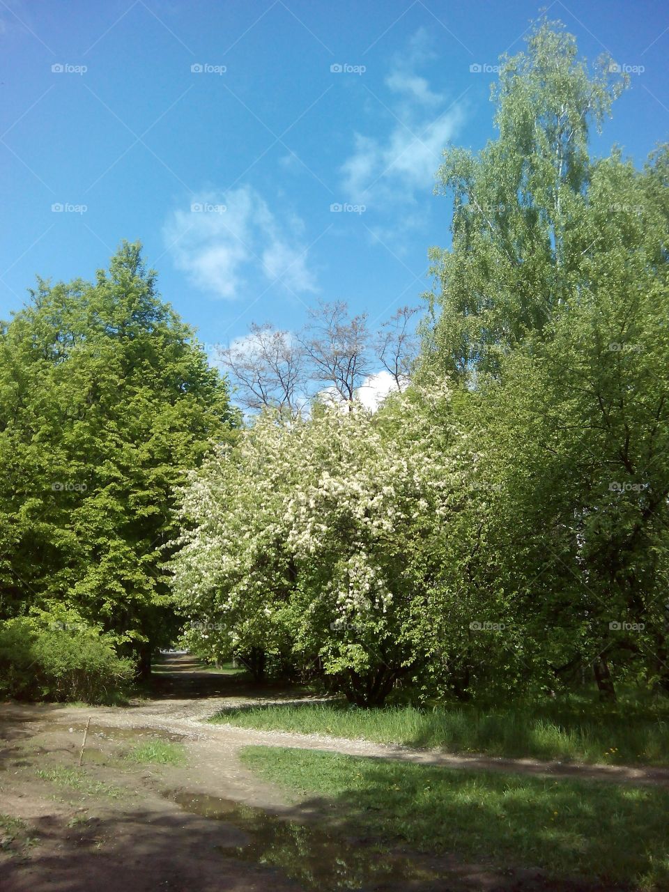 Tree, Landscape, Park, No Person, Nature