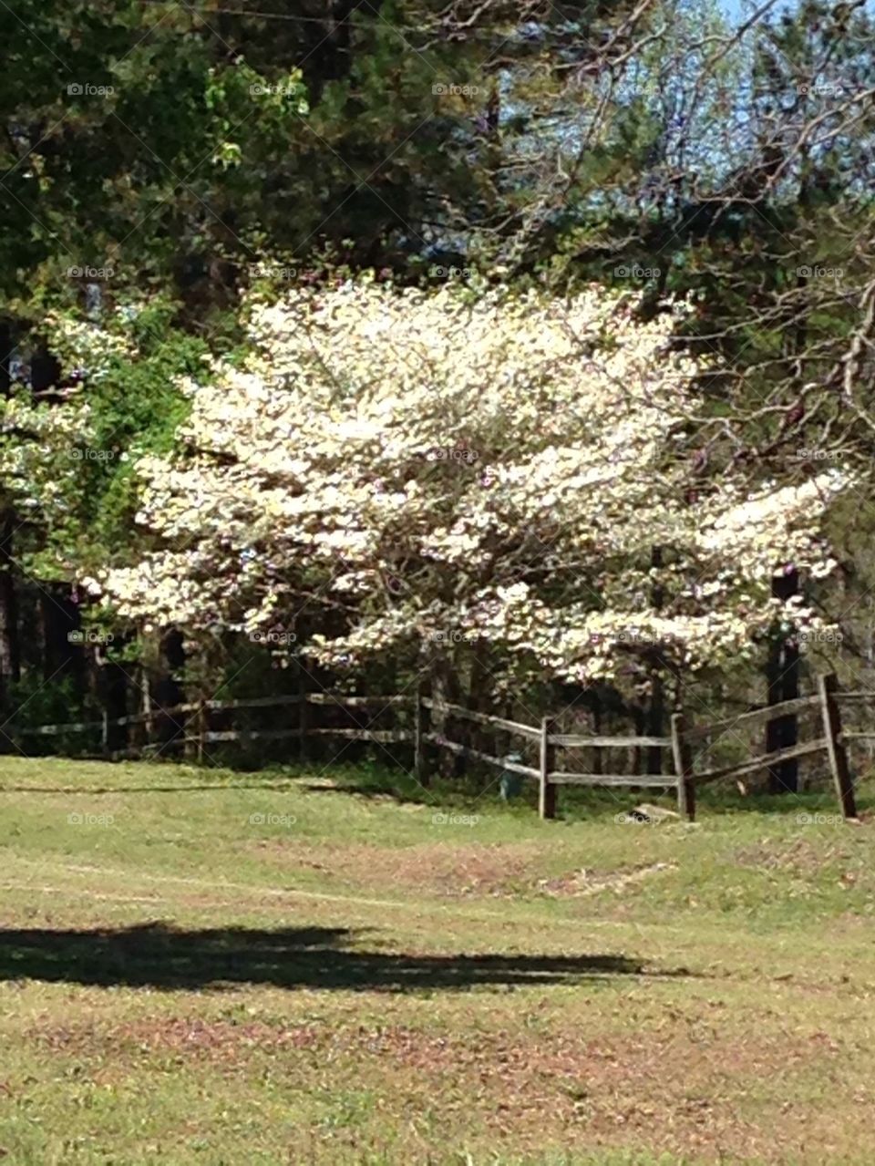Dogwood tree