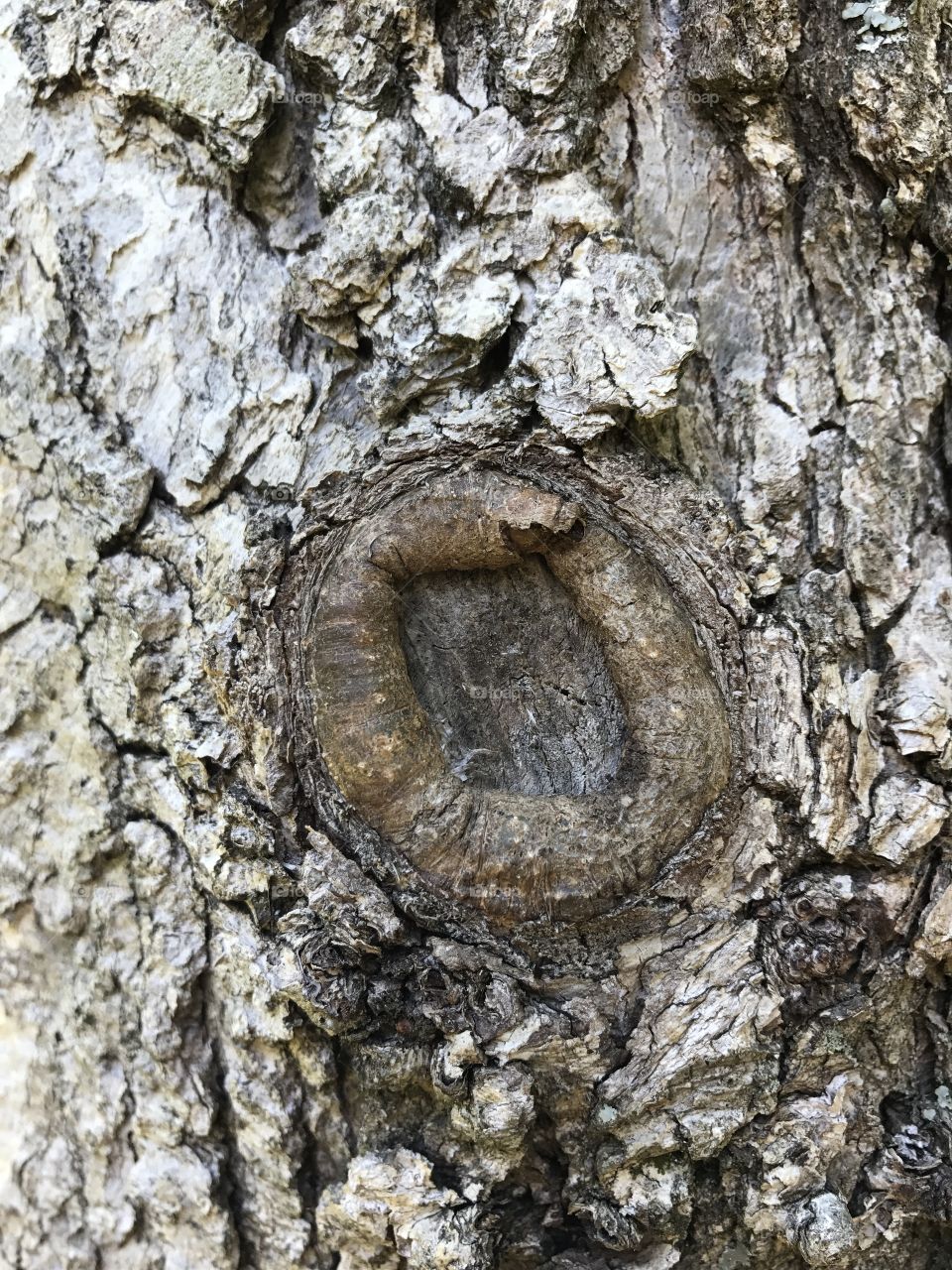 Tree, texture, bark 