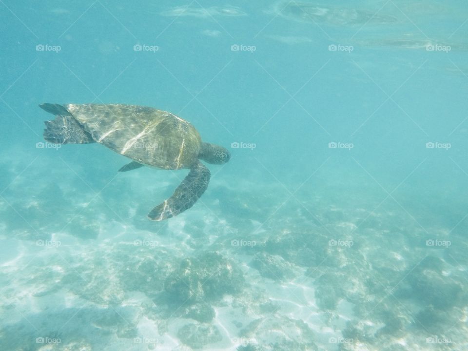 Sea Turtle 💗