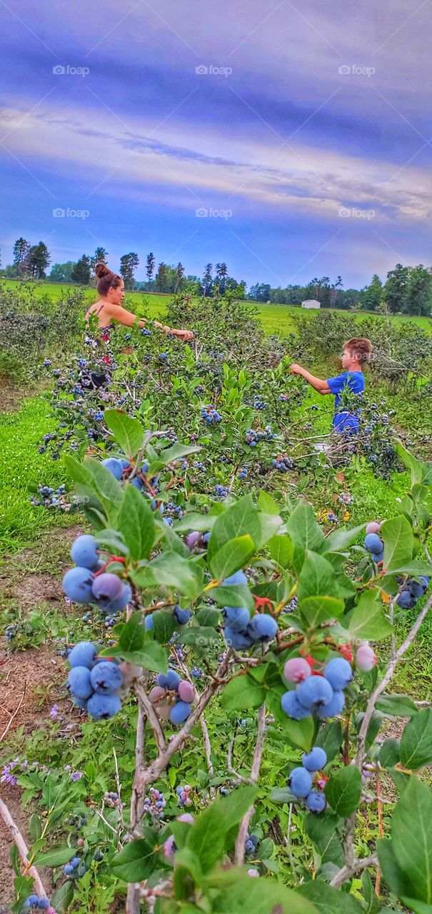 picking blueberries