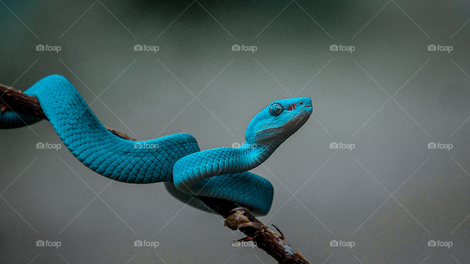blue viper