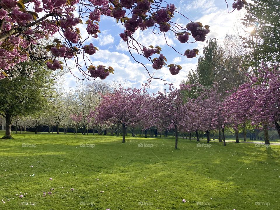 Pink trees of spring