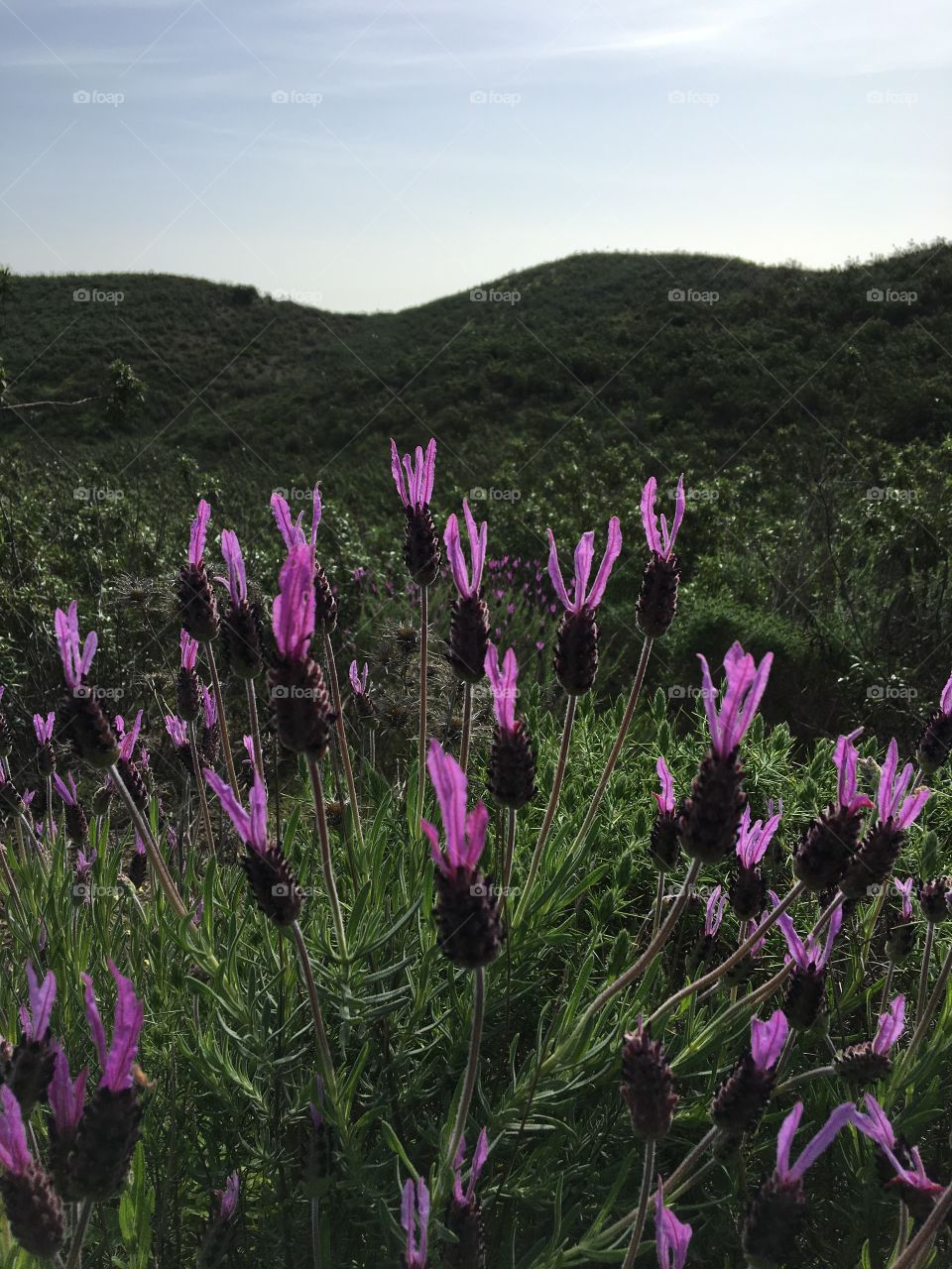 Wild Lavandula