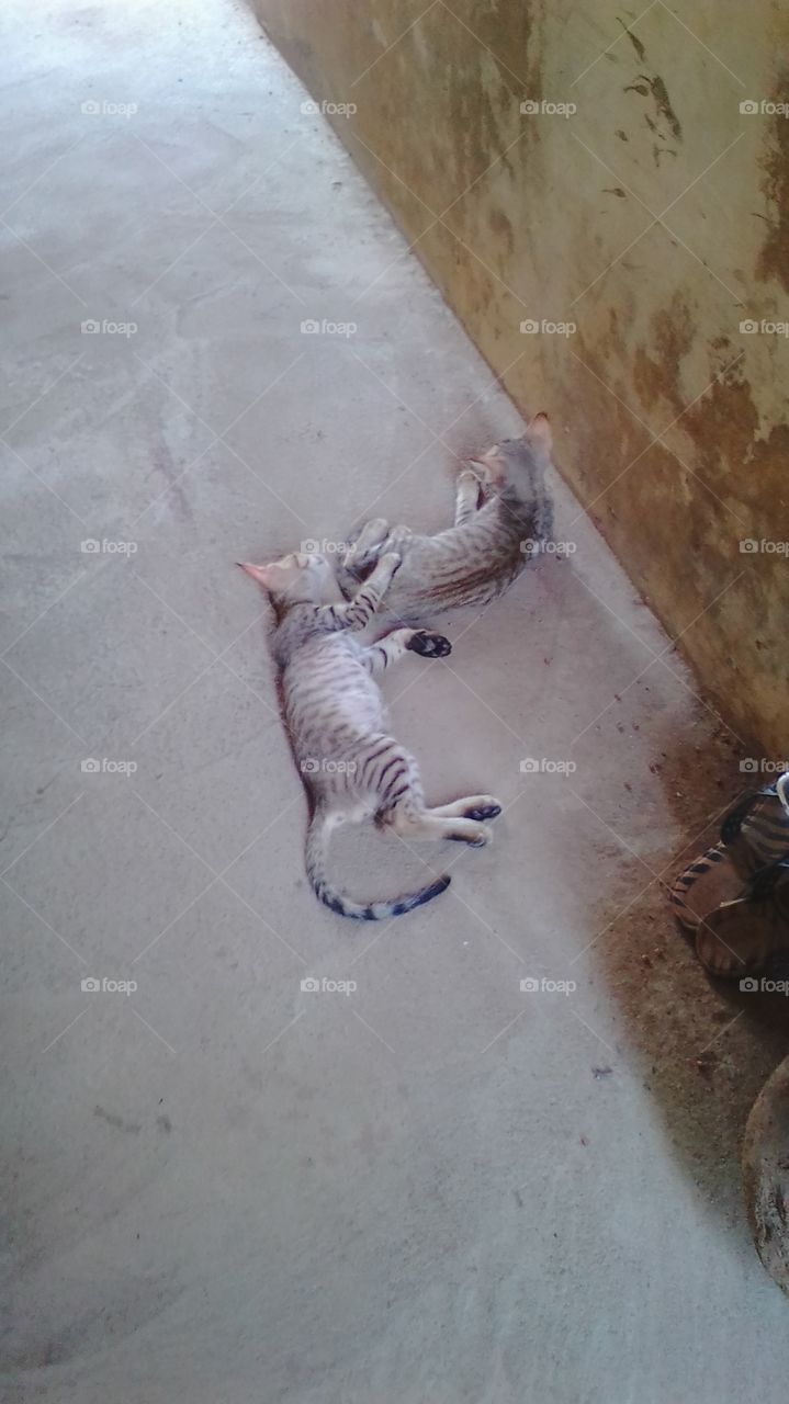 kittens resting