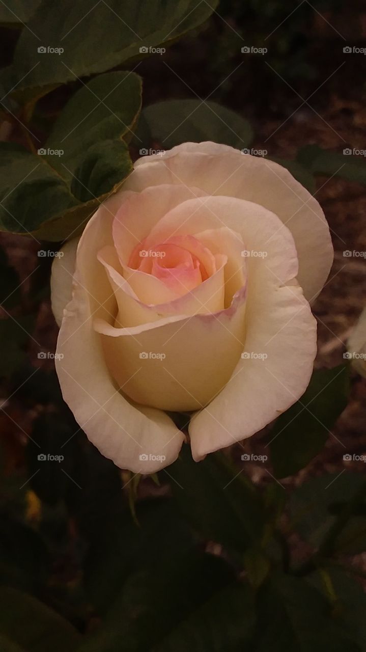 white rose blushing pink late summer