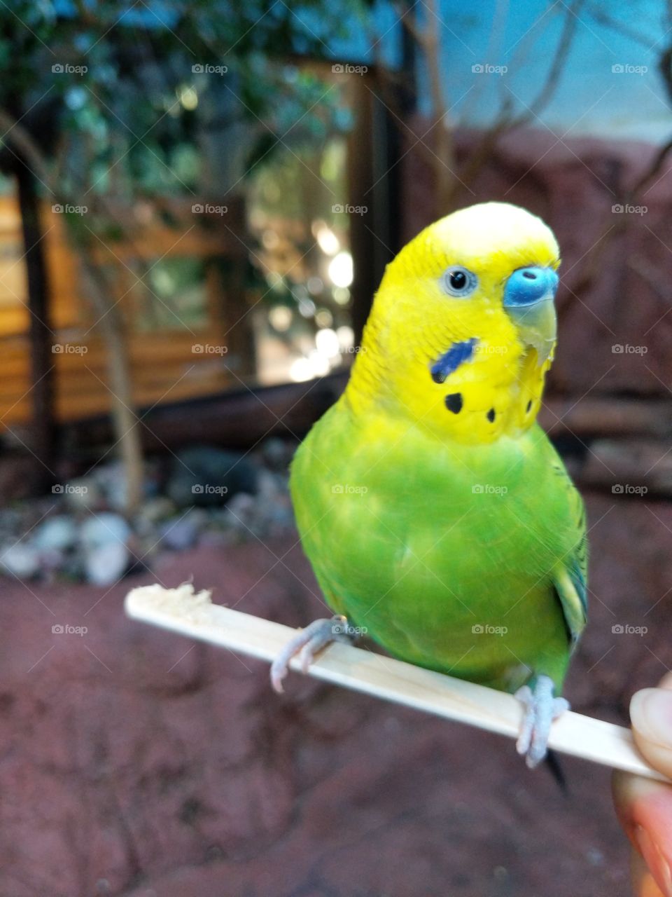 happy bird
