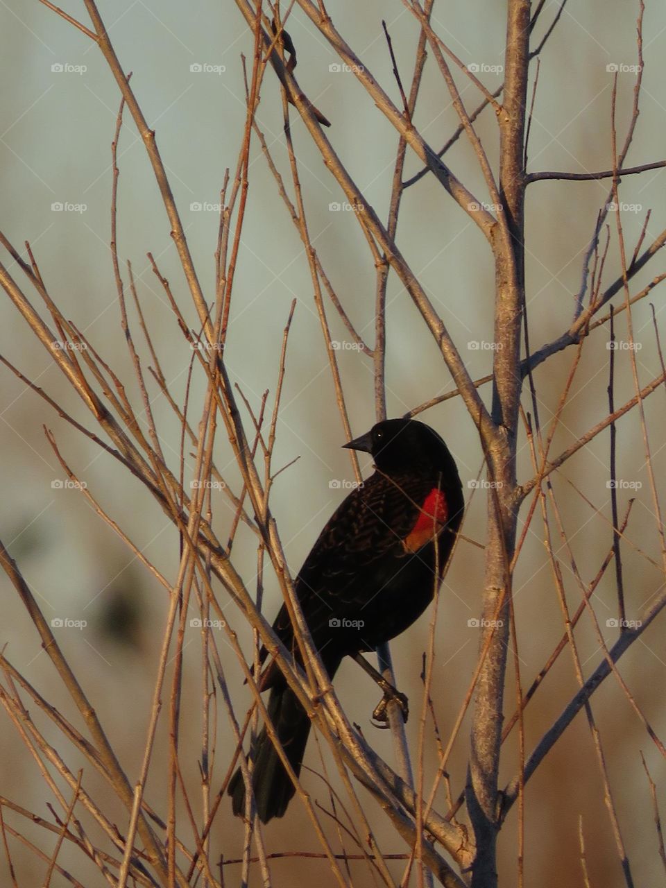 Male Red-Winged Blackbird