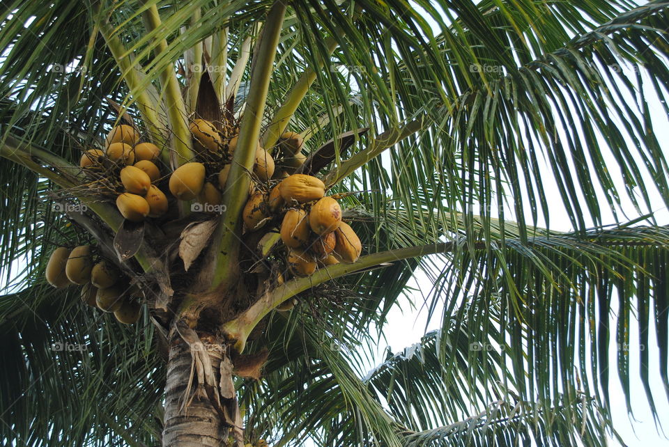 Coconut fruits